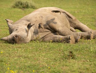 ThreatQuotient feiert den Weltnashorntag im Jahr 2021